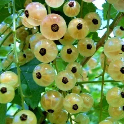 Томат Смородина белая (White Currant)