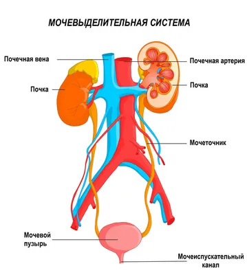 Себорейный дерматит у детей - причины, симптомы и лечение в клинике «Будь  Здоров»