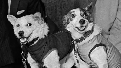 60 лет назад собаки Белка и Стрелка были отправлены в космос — и стали  частью истории | Posta-Magazine