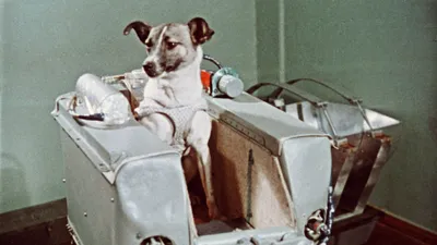 Первые собаки космонавты 🐕 - Гульдог