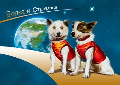 Собаки-космонавты: кто положил начало космической эре