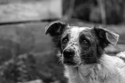 Белка и Стрелка 🐕 собаки космонавты. Аэрография и винилография на авто.