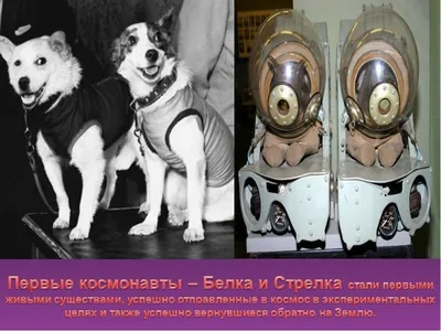 Космонавты Белка и Стрелка и их счастливое возвращение на Землю