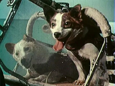 20 августа 1960 года запущен космический корабль, на борту - собаки Белка и  Стрелка
