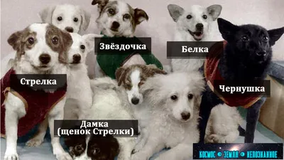 Календарь: 20 августа — Из космоса вернулись Белка и Стрелка — Блокнот  Россия