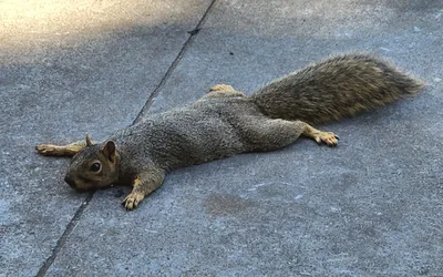 Белка обыкновенная (Sciurus vulgaris). Подробное описание экспоната,  аудиогид, интересные факты. Официальный сайт Artefact