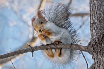 Белка зимой фото фотографии