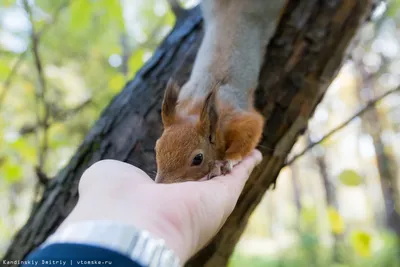 Белка зимой и летом (много фото) - treepics.ru