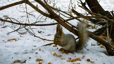 Кормушка в лесу для зверей - 60 фото