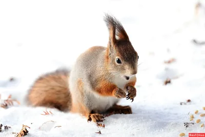 Белка Зимой, А Снег, Лат. Sciurus Обыкновенная Фотография, картинки,  изображения и сток-фотография без роялти. Image 30208424