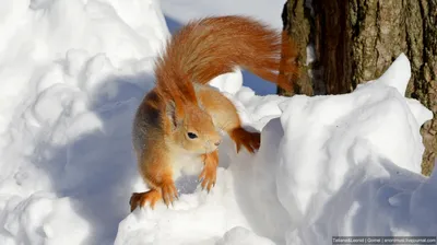 Белка обыкновенная (Sciurus vulgaris) — Зоопарк «Лимпопо» г. Нижний  Новгород – Нижегородский зоопарк