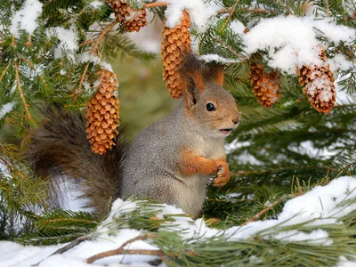 Зелёный парус\": Белка обыкновенная (Sciurus vulgaris)