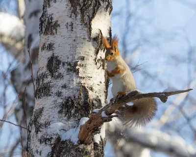 https://losinyiostrov.ru/news/chem-pitaetsya-belka-moroznoy-zimoy/
