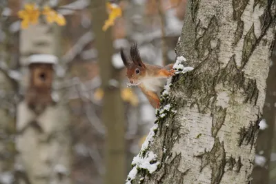 Зелёный парус\": Белка обыкновенная (Sciurus vulgaris)