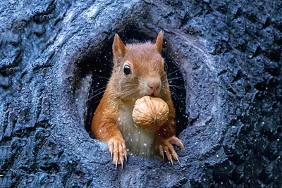 белки в дупле зимой: 8 тыс изображений найдено в Яндекс.Картинках |  Squirrel, Pet birds, Animals