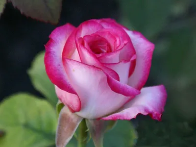 Розы: Роза чайно-гибридная \"Белла Вита\"