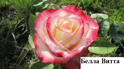 Роза чайно-гибридная Белла Вита купить в Минске — Цена в интернет-магазине