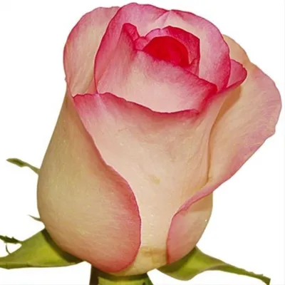 Роза Белла Вита (Однолетний, ОКС) - купить Розы чайно-гибридные в Киеве и  Украине, выгодная цена Роза Белла Вита в интернет-магазине Agrostore ТМ  (Агростор)