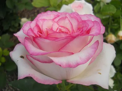 Роза 'Белла Вита' (чайно-гибридная) (белая с розовым) купить по цене  1.010,00 руб. руб. в Москве в садовом центре Южный
