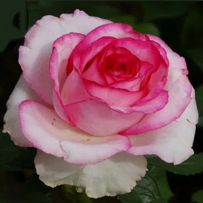 Саженец розы Белла Вита, Весна 2023, 1 шт. — купить в интернет-магазине по  низкой цене на Яндекс Маркете