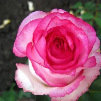 rose - Bella vita | Красивые цветы, Белла вита, Розы