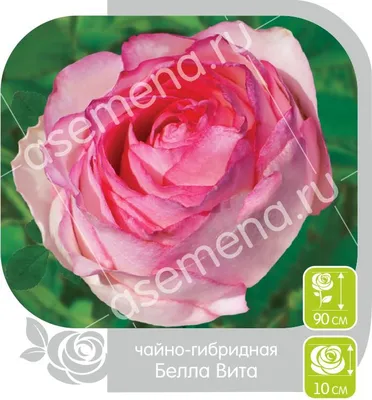 Роза чайно-гибридная Белла Вита: купить саженец в Москве - цена 239 руб.|  Доставка почтой