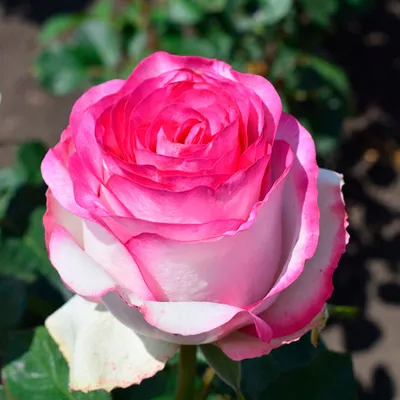 Роза Чайно-гибридная Белла Вита — Рассада цветов и овощей.