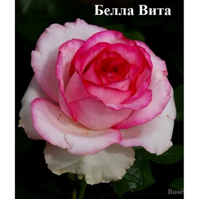 Роза чайно гибридная Белла Вита - 74 фото