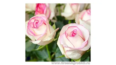 Роза чайно-гибридная Белла Вита (Bella Vita) - Чайно гибридные розы, купить  с доставкой по Москве и Московской области, сорта, цены за штуку, названия,  фото
