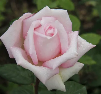 Bella Vita Organic Rose Woman Eau De Parfum Premium Fragrance EDP 100 ML |  eBay