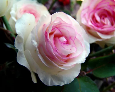 Роза чайно-гибридная Белла Вита Rose hybrid tea Bella Vita - купить саженцы  роз с доставкой по Украине в магазине Добродар