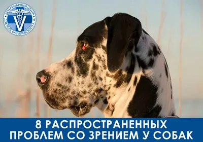 Собака потеряла зрение