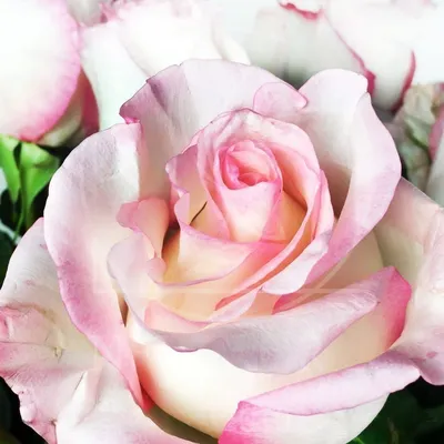 Бело розовые розы фото фотографии