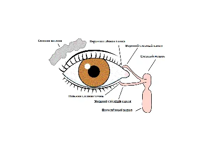 Пингвекула глаза: причины, симптомы и способы лечения «Ochkov.net»