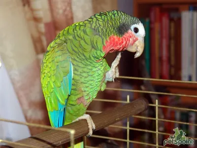 Белоголовый амазон (Кубинский амазон) / Amazona Leucocephala - PetsPoint.ru