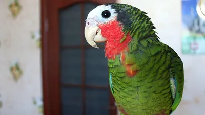 Кубинский амазон - Белоголовый купить - Сколько стоит цена попугая -  Zoo-Dom!