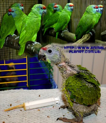 Продажа Амазон (Amazona) - птенцы выкормыши, разные виды - ПОДРОБНО