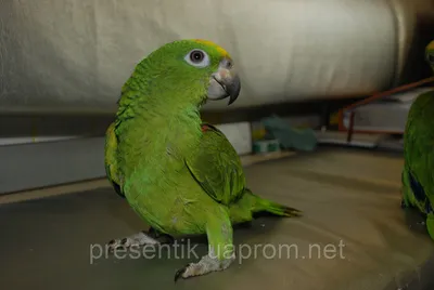 Белолобый амазон (Amazona albifrons) — ликбез по содержанию прямиком from  wildlife! | ВКонтакте