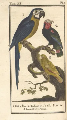 Амазон — Другие птицы Объявления в Украине на BON.ua - страница 2