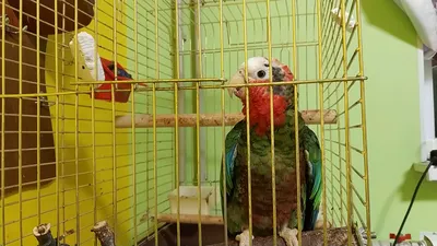Попугай белоголовый амазон - 61 фото