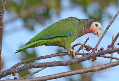 Белоголовый амазонет - eBird