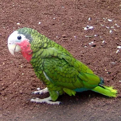Кубинский амазон - Белоголовый купить - Сколько стоит цена попугая -  Zoo-Dom!