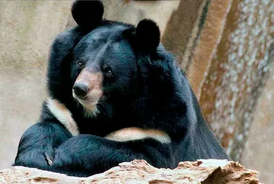 Белогрудый медведь фотографии