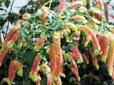 Белопероне капельная | Секреты выращивания комнатных растений | Planter des  fleurs, Faire pousser des fleurs, Boutures