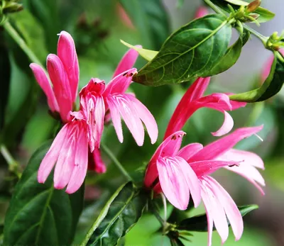 Белопероне (Beloperone) Семейство: Акантовые (Acanthaceae)🌿 Белопероне –  кустарниковое или полукустарниковое растение с ланцетными или… | Instagram