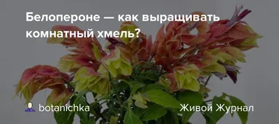 Florist - Белопероне капельное Justicia brandegeeana... | Facebook