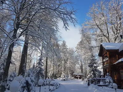 Беловежская пуща зимой фото фотографии