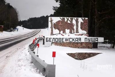 Почему Красный бор победил Беловежскую пущу? | Планета Беларусь