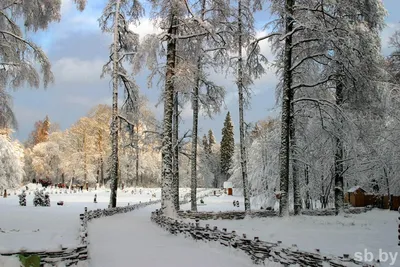 Зима в Беловежскую пущу пришла вовремя впервые за два года
