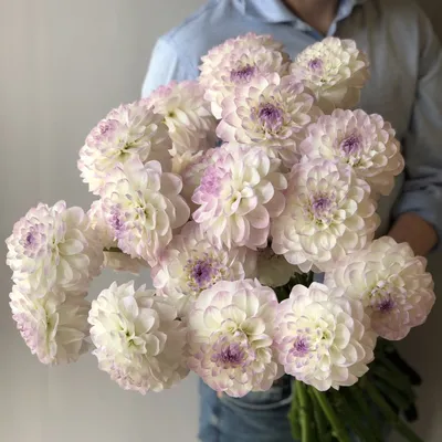Цветочное вдохновение: Белые георгины